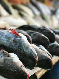 Close-up of fish for sale in market