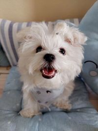 Close-up portrait of dog