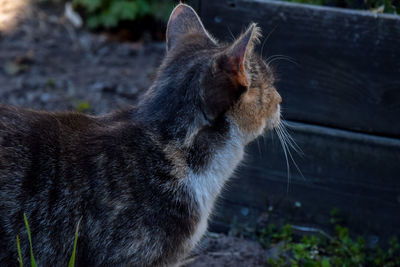 Close-up of a cat looking away