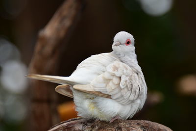 Close-up of white bird