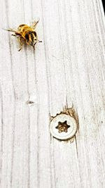 Close-up of bee on wood