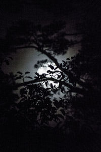 Tree against sky