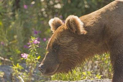 Grizzly bear in the wilds on lake crescent in lake clark national park in alaska