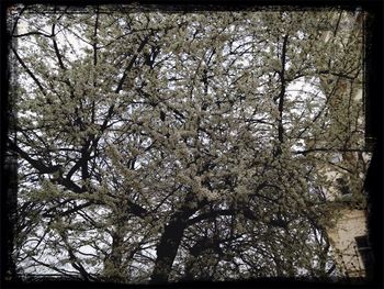 Low angle view of flowers on tree