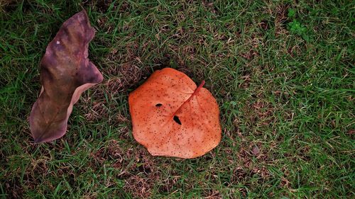 High angle view of leaf on field
