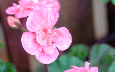 Close-up of pink flowers blooming outdoors