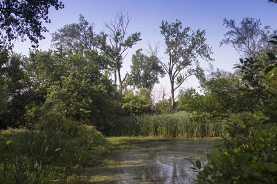 Scenic view of forest against clear sky