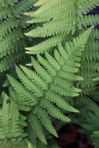 High angle view of fern leaves