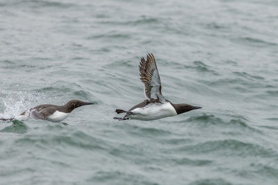 Close-up of bird in sea