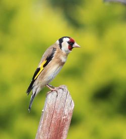 Close-up of gold finch perching on wooden post