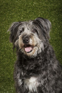 Close-up portrait of dog