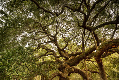 Low angle view of trees in forest