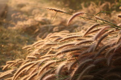 Close-up of plant on field