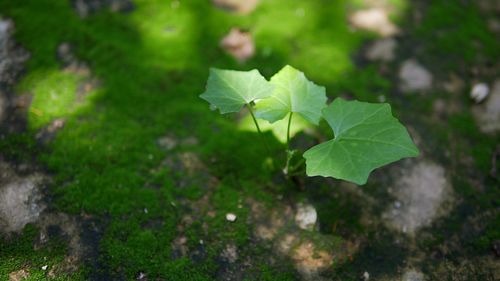 Close-up of fresh green plant