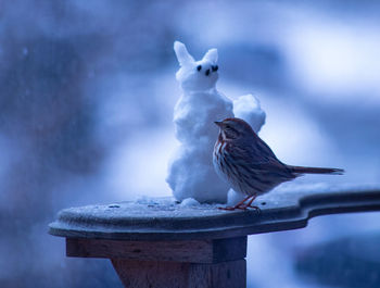 Sparrow on the arm of a deck chair with squirrel made of snow