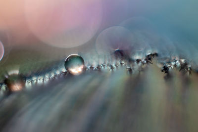 macro photography