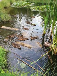 Reflection of grass in river