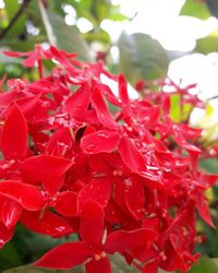 Close-up of red flowers blooming outdoors