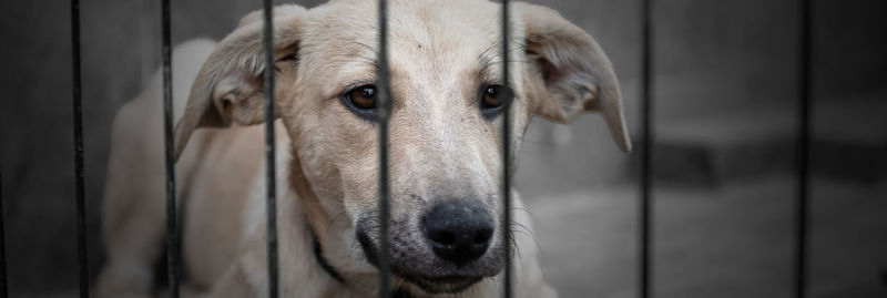 Dog in animal shelter waiting for adoption. dog behind the fences. dog in animal shelter cage.