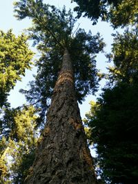 Low angle view of trees