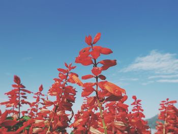 Low angle view of red flowers against blue sky