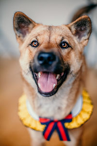 Close-up portrait of dog