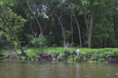 Trees growing in water