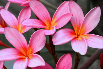 Close-up of pink flowers