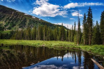 Scenic view of lake by trees in forest against sky