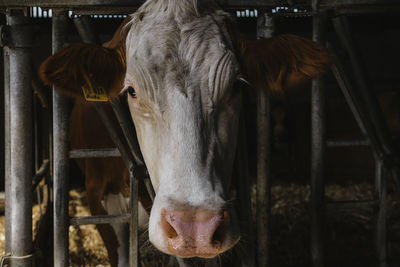 Close-up of cow in ranch