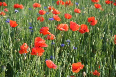 Close-up of red poppy flowers in field