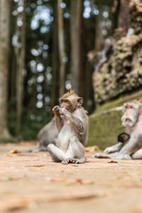 Monkey sitting on a looking away