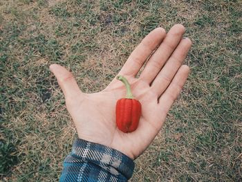 Man holding grass in field