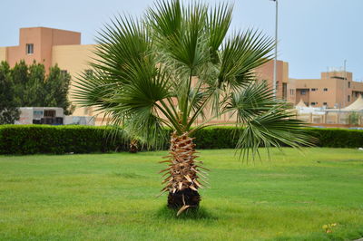 Palm trees on field