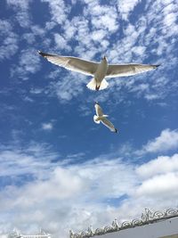 Low angle view of seagull flying in sky