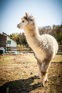 Horse standing in a field