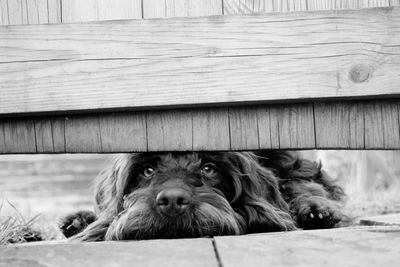 Portrait of dog relaxing on wood