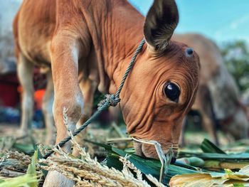 Close-up of a horse