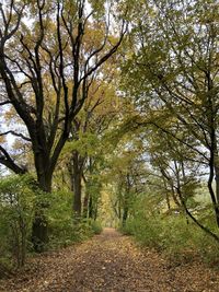 Road amidst trees in forest