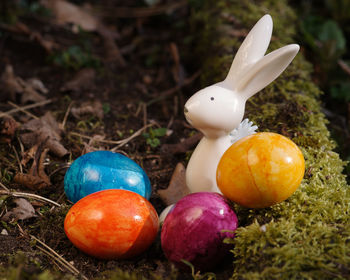 Close-up of eggs in field