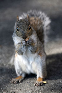 Close-up portrait of squirrel on field