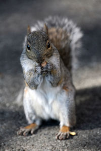 Close-up of an animal