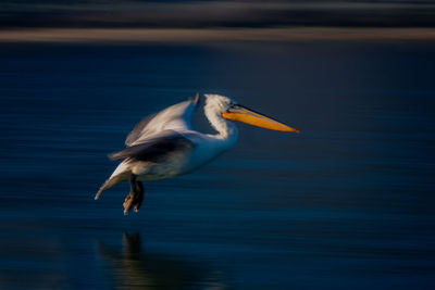 Close-up of pelican