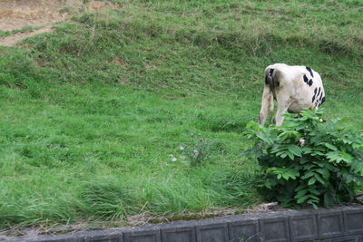 High angle view of dog on field