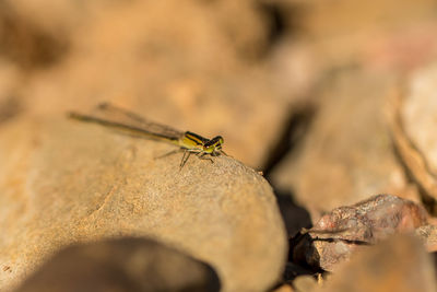 Close-up of insect on rock