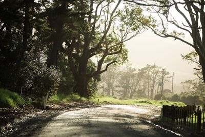 Road amidst trees in forest