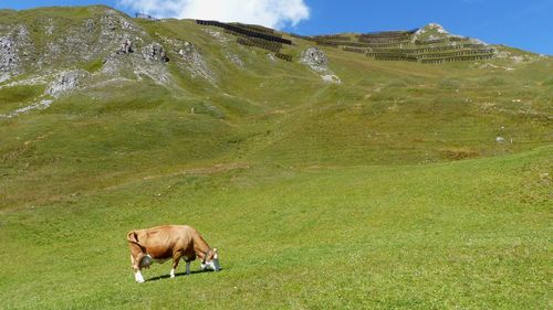 Highland cattle grazing in a field