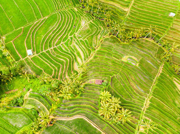 Scenic view of rice paddy