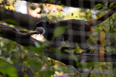 Ducks in a tree