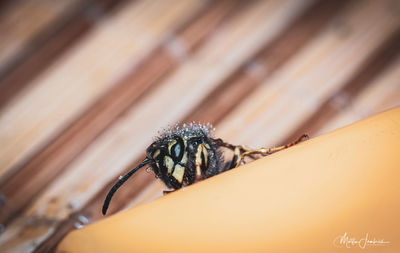 Close-up of spider on wood